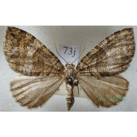 Hydriomena furcata (Thunberg, 1784) Paśnik widliczak Czech73j